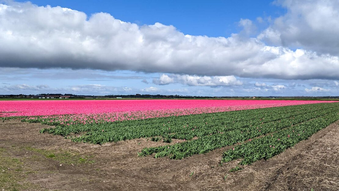 12-GH20-tulips